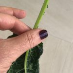 kale being de-stemmed