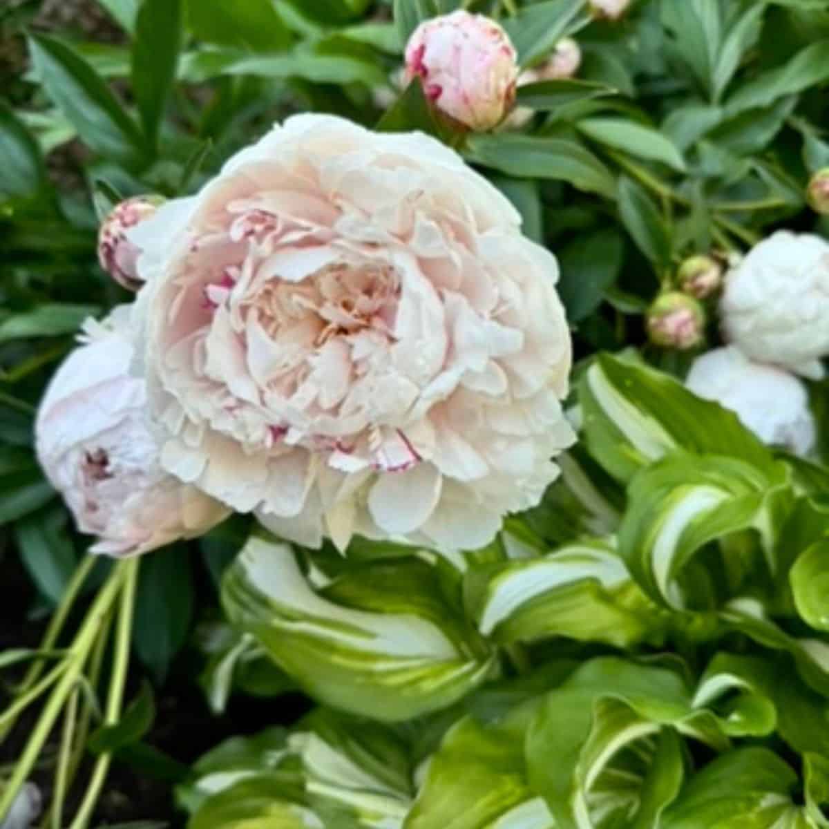 Peonies in bloom.