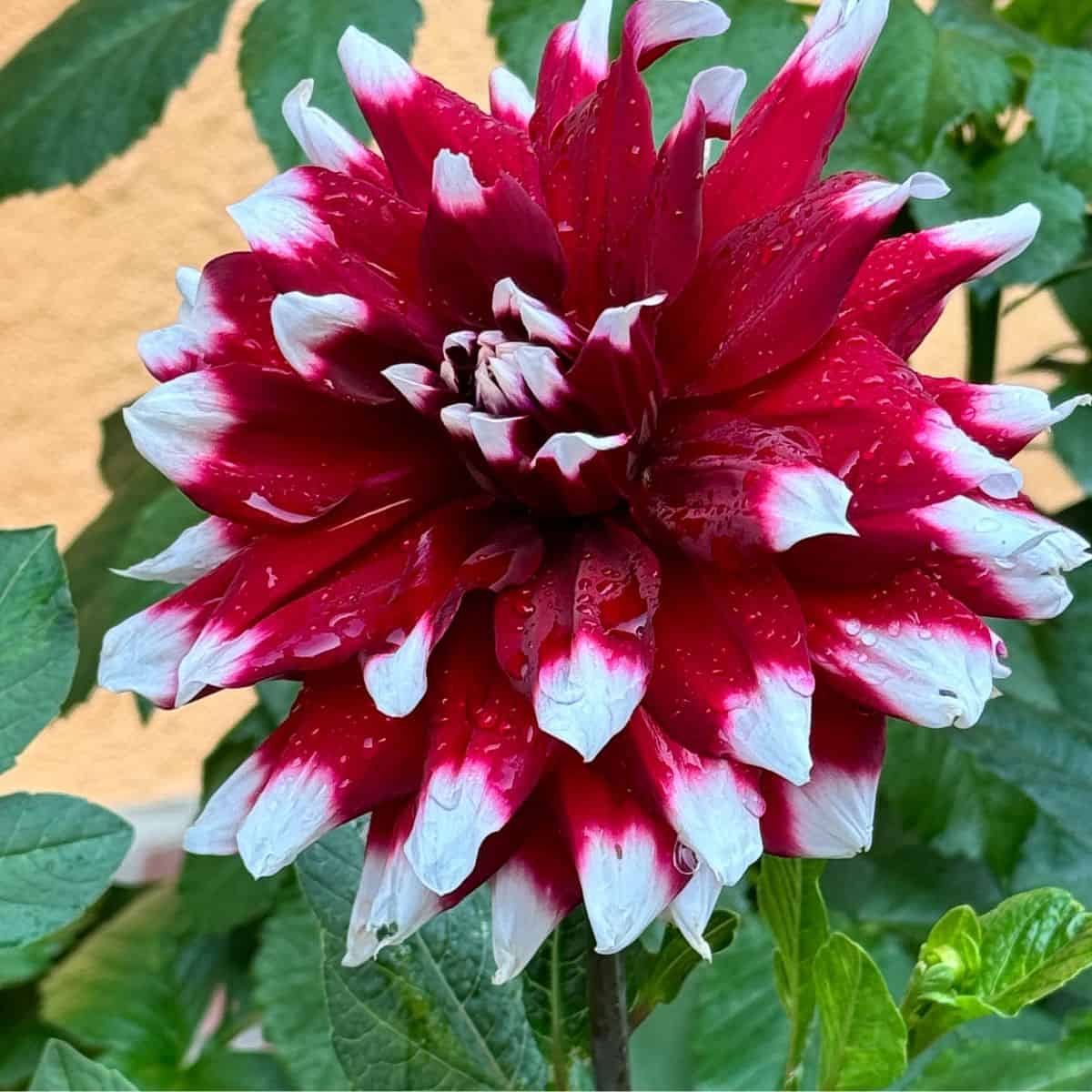 A beautiful red and white flower.