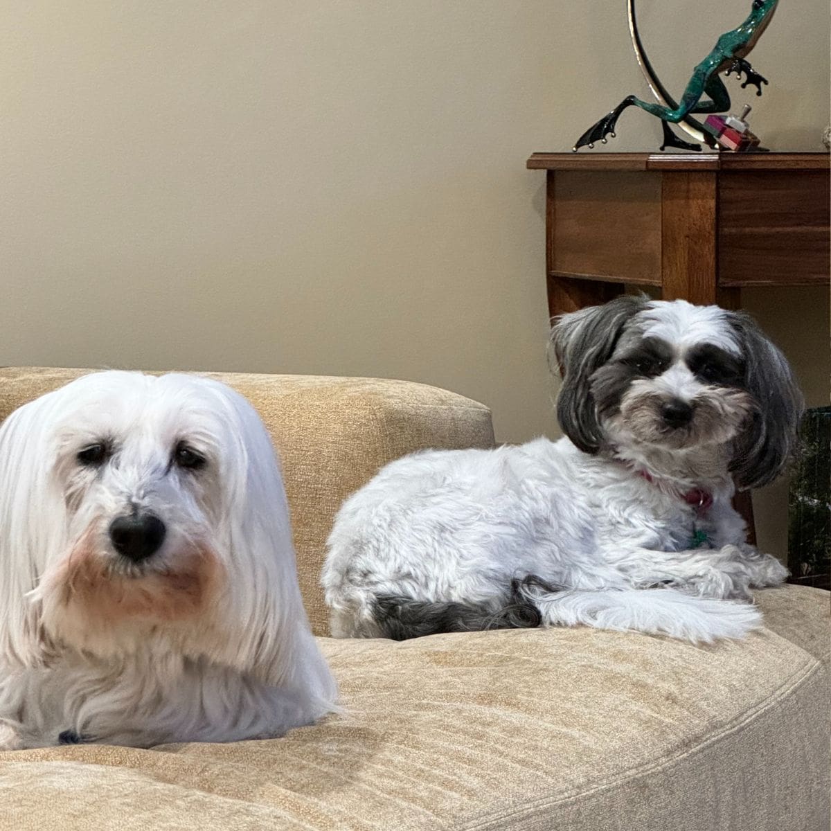 Poppy and Sam on the couch.