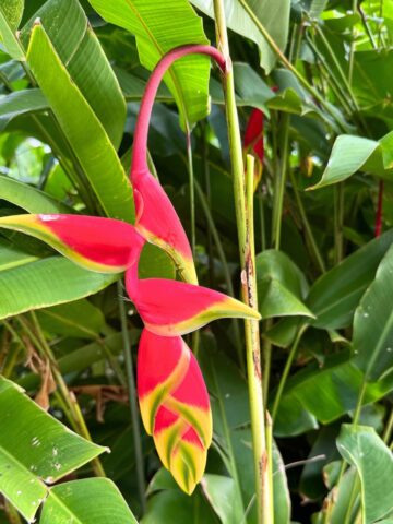 A beautiful red flower.