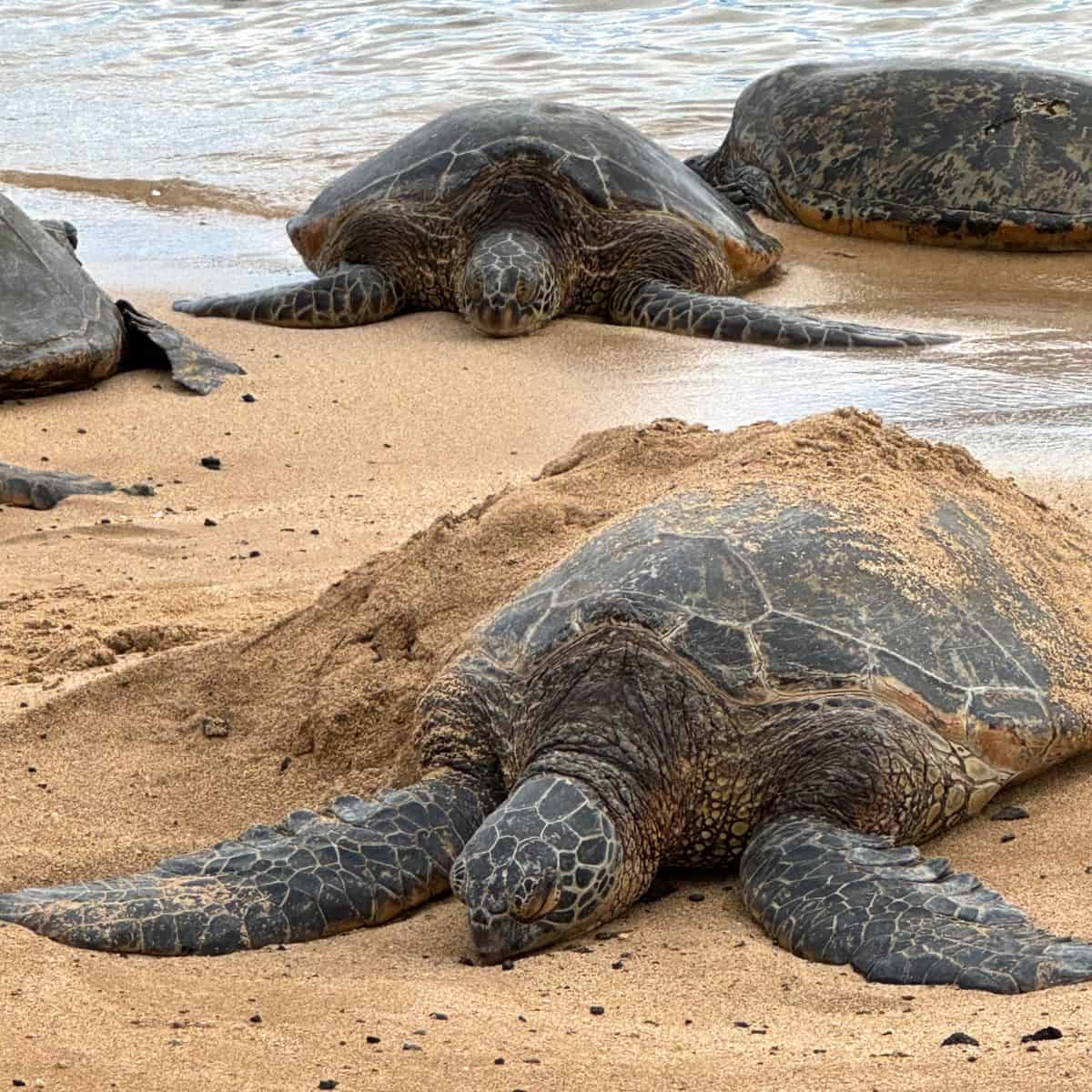 Sea turtles coming ashore. 