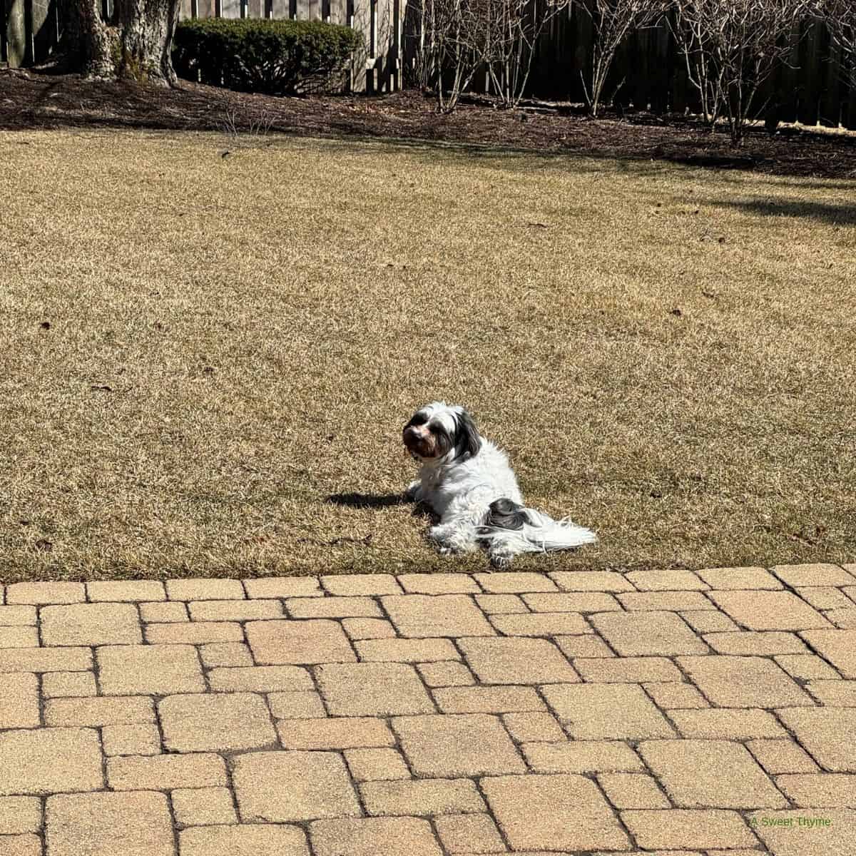 Poppy laying in the grass. 