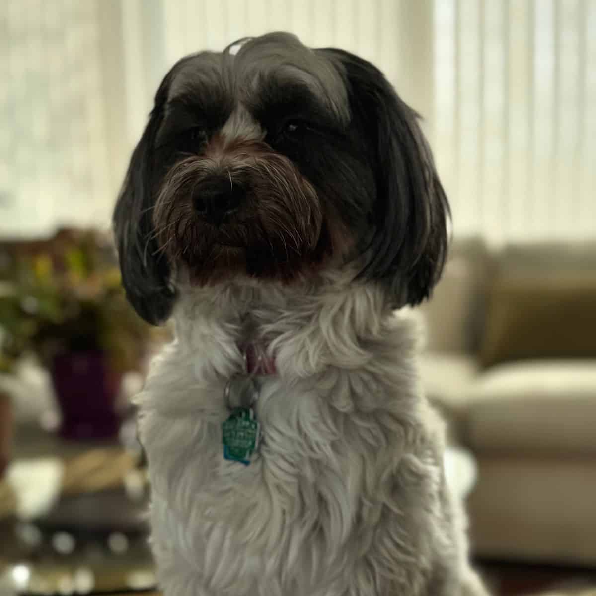Poppy sitting on a chair.