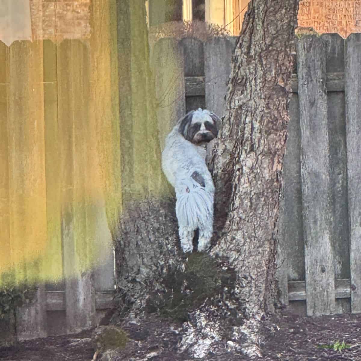 A dog climbing a tree. 