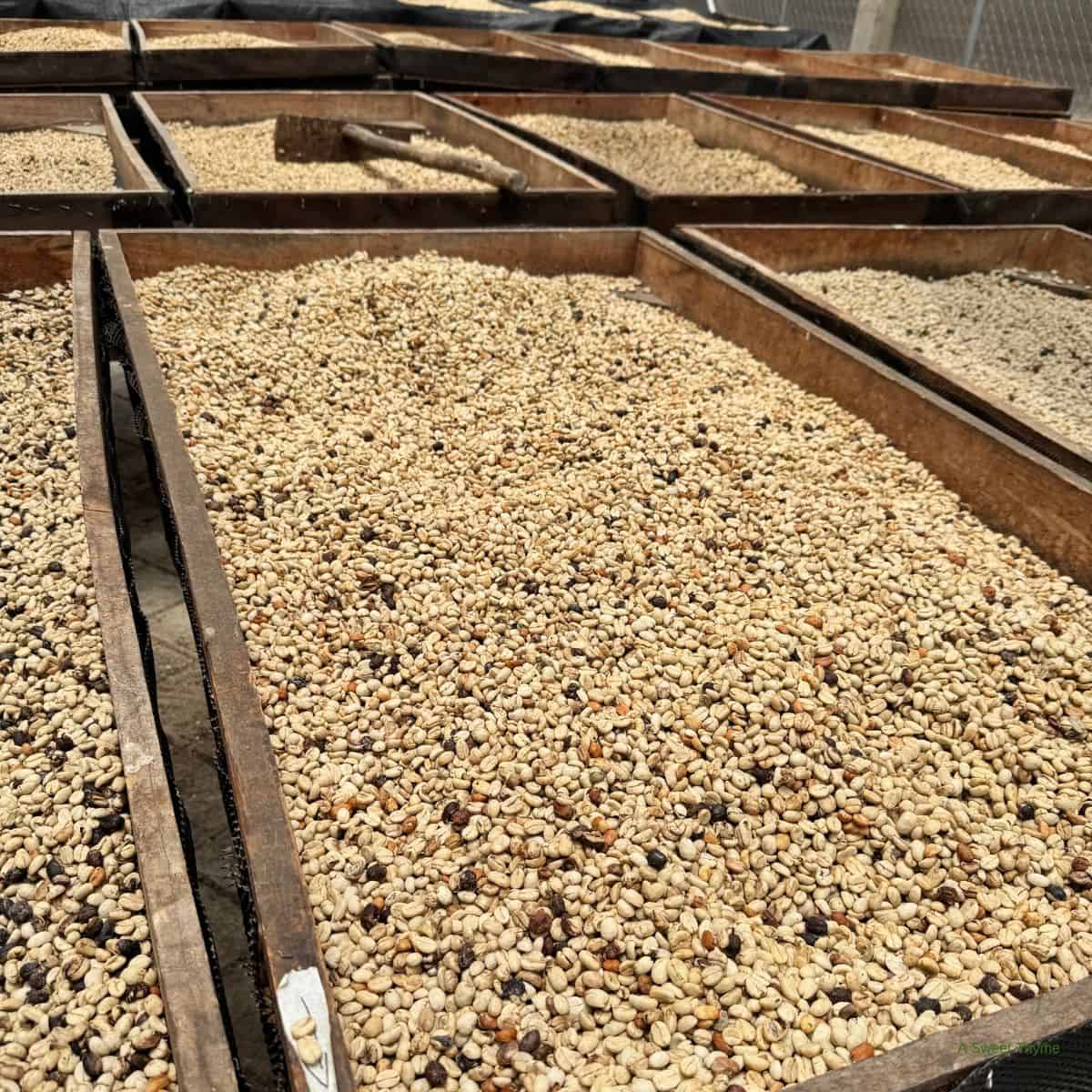 Coffee drying in the sun.