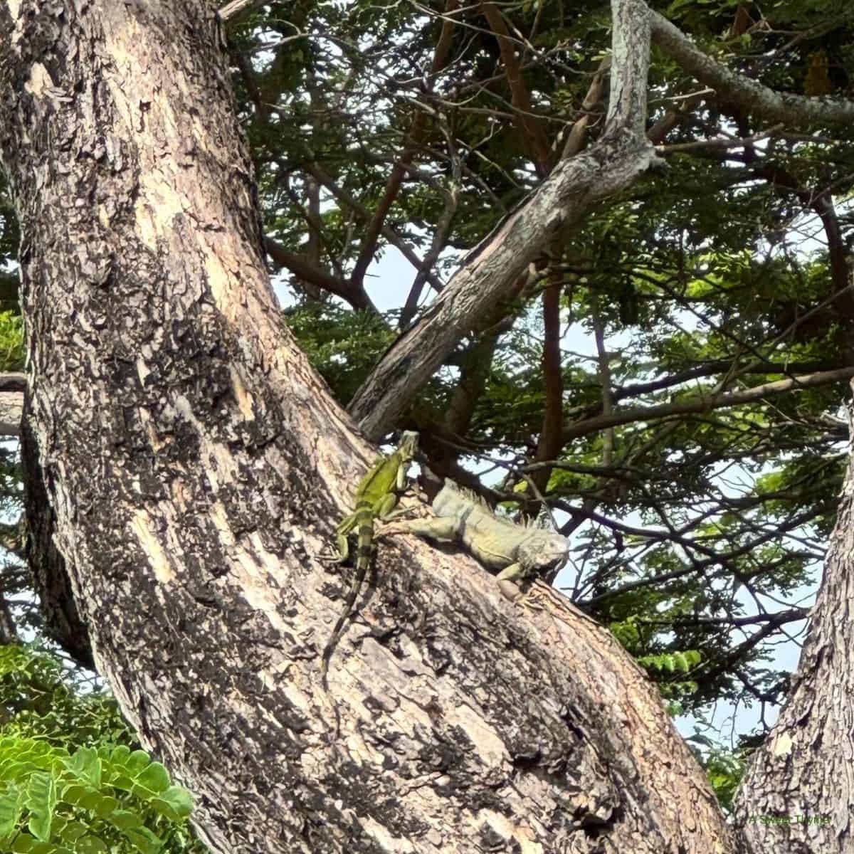 Iguana's.
