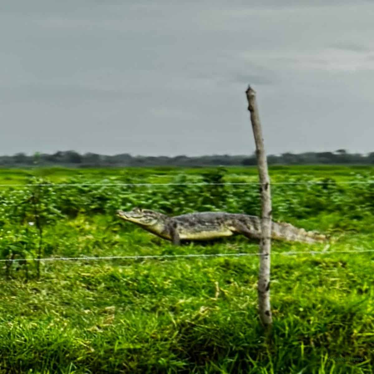 A Caiman.