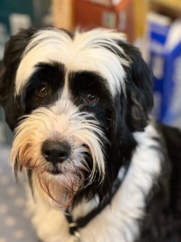 Our new dog Walt.
