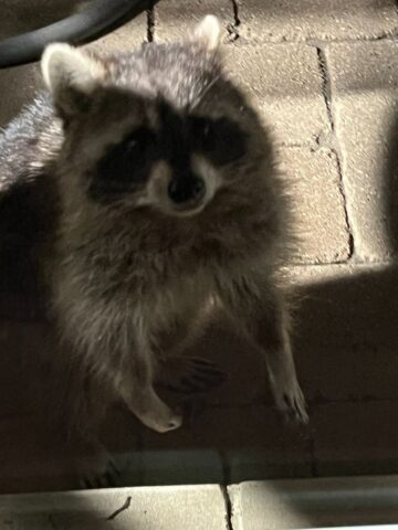 A raccoon at my back door.
