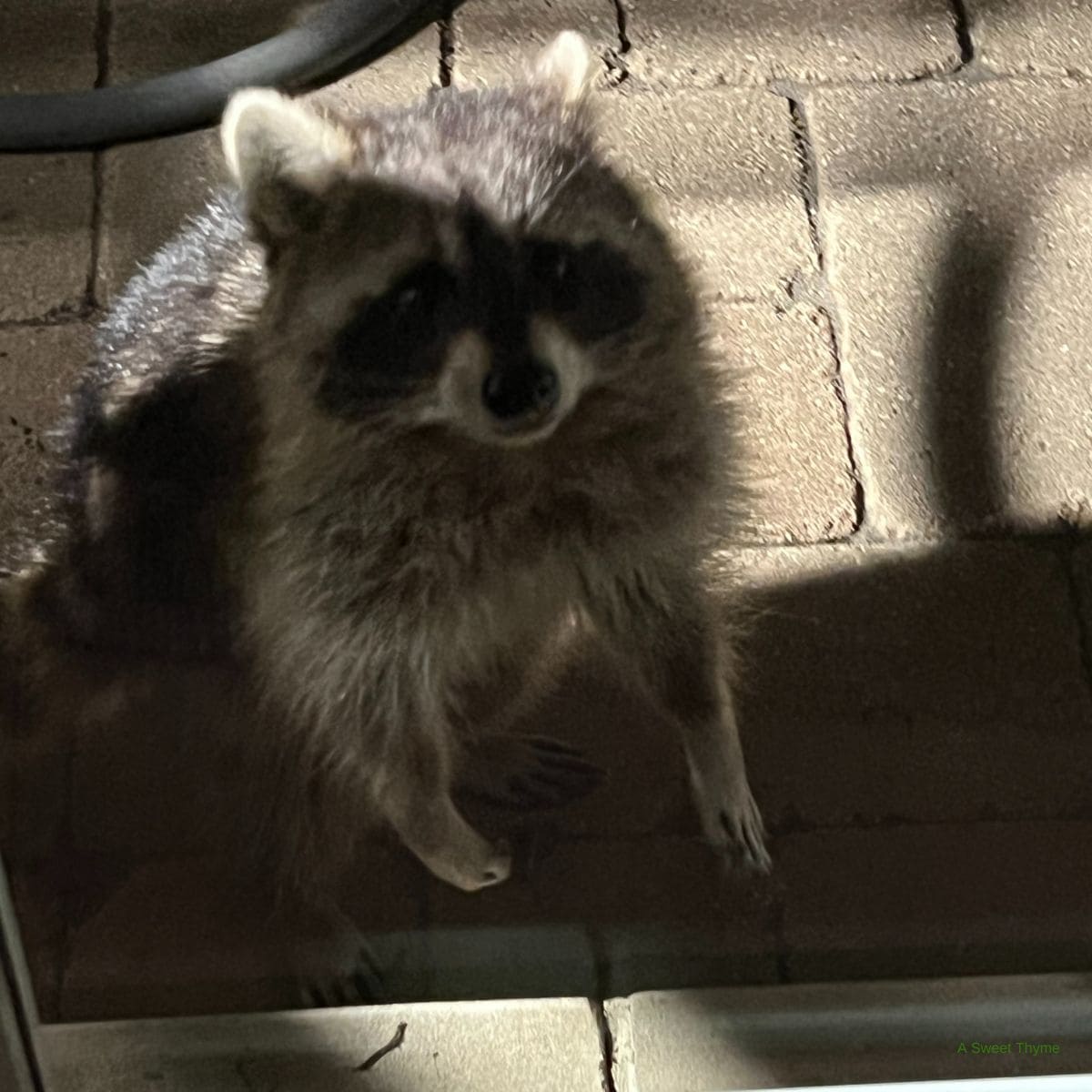 A raccoon at my back door.