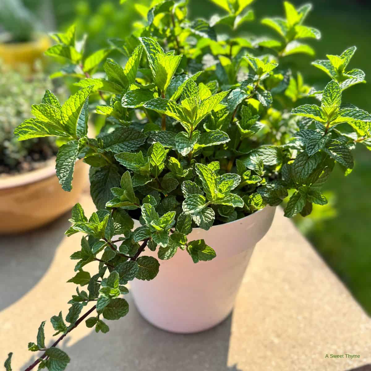 A pot of mint.