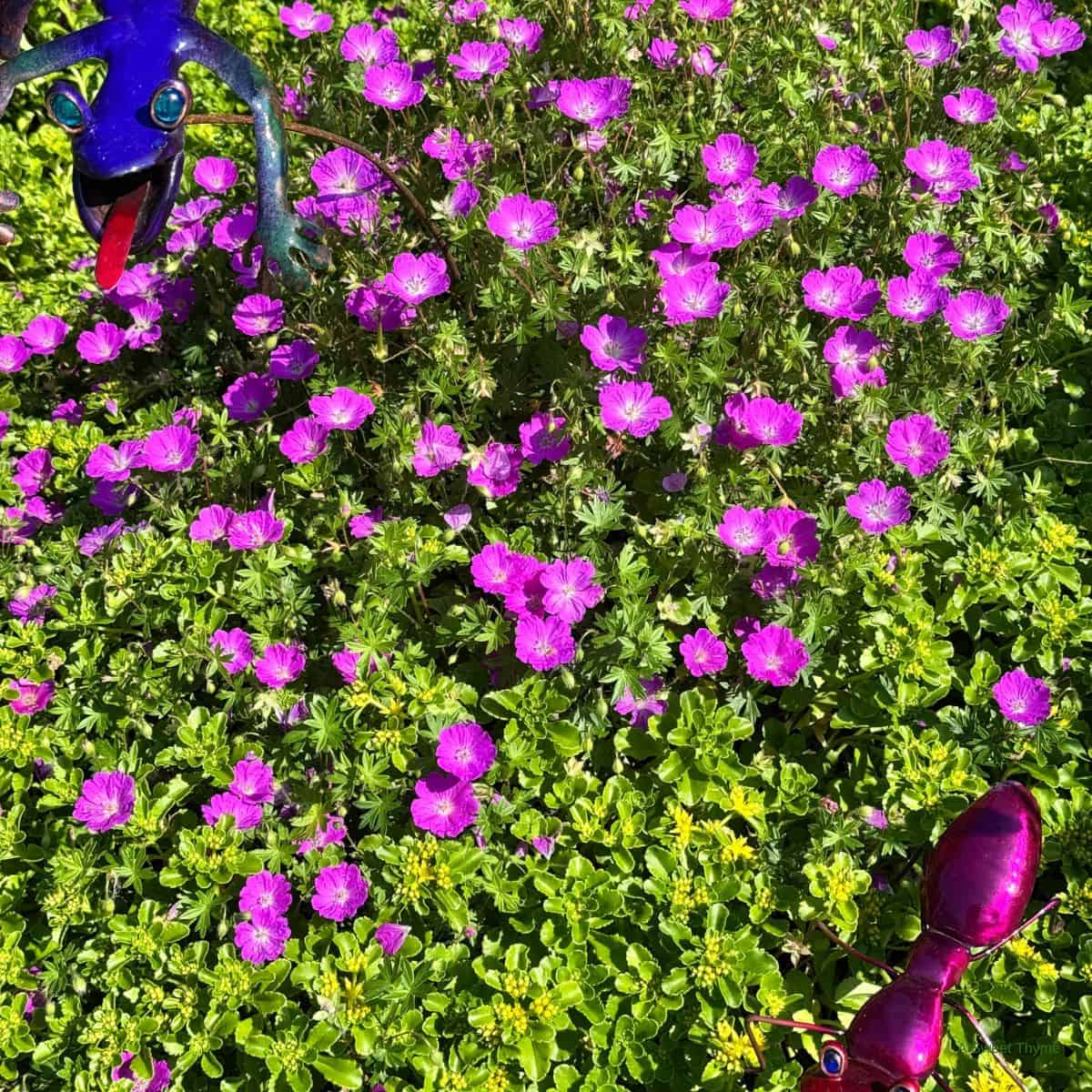 Flowers in our garden.