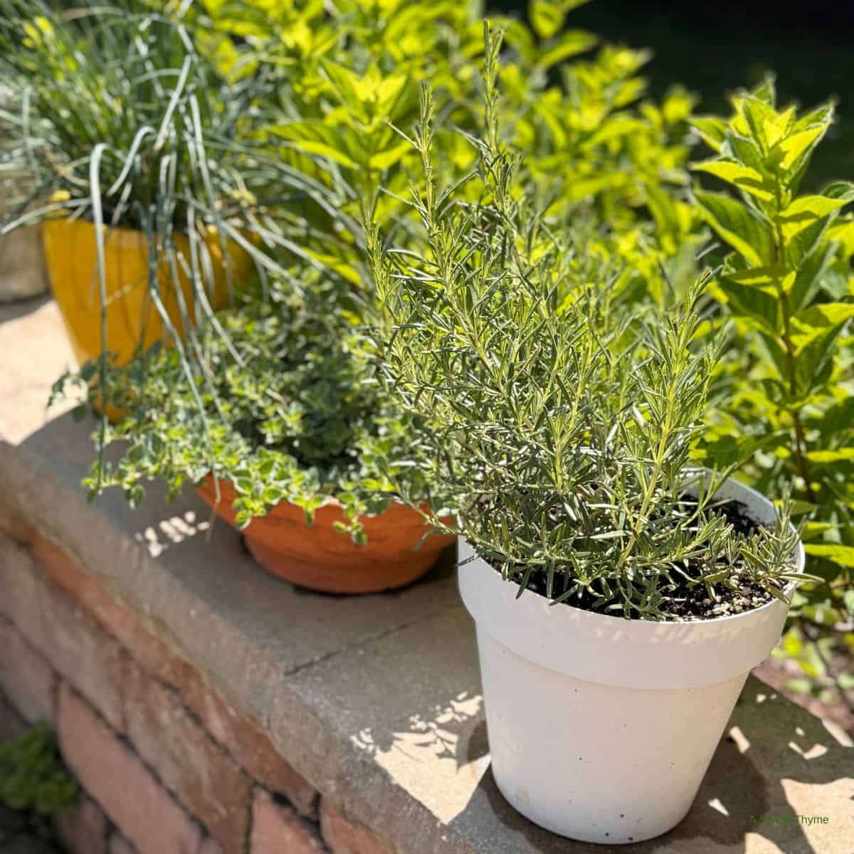 herbs in pots
