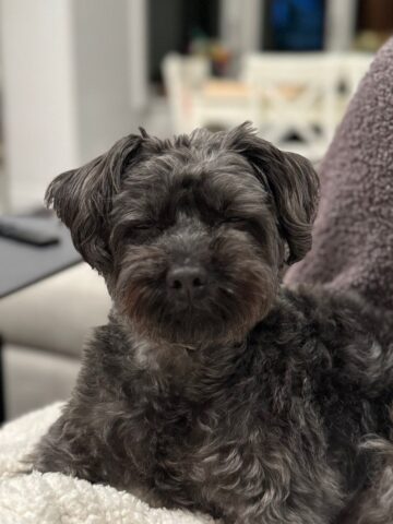 Jax on the couch.