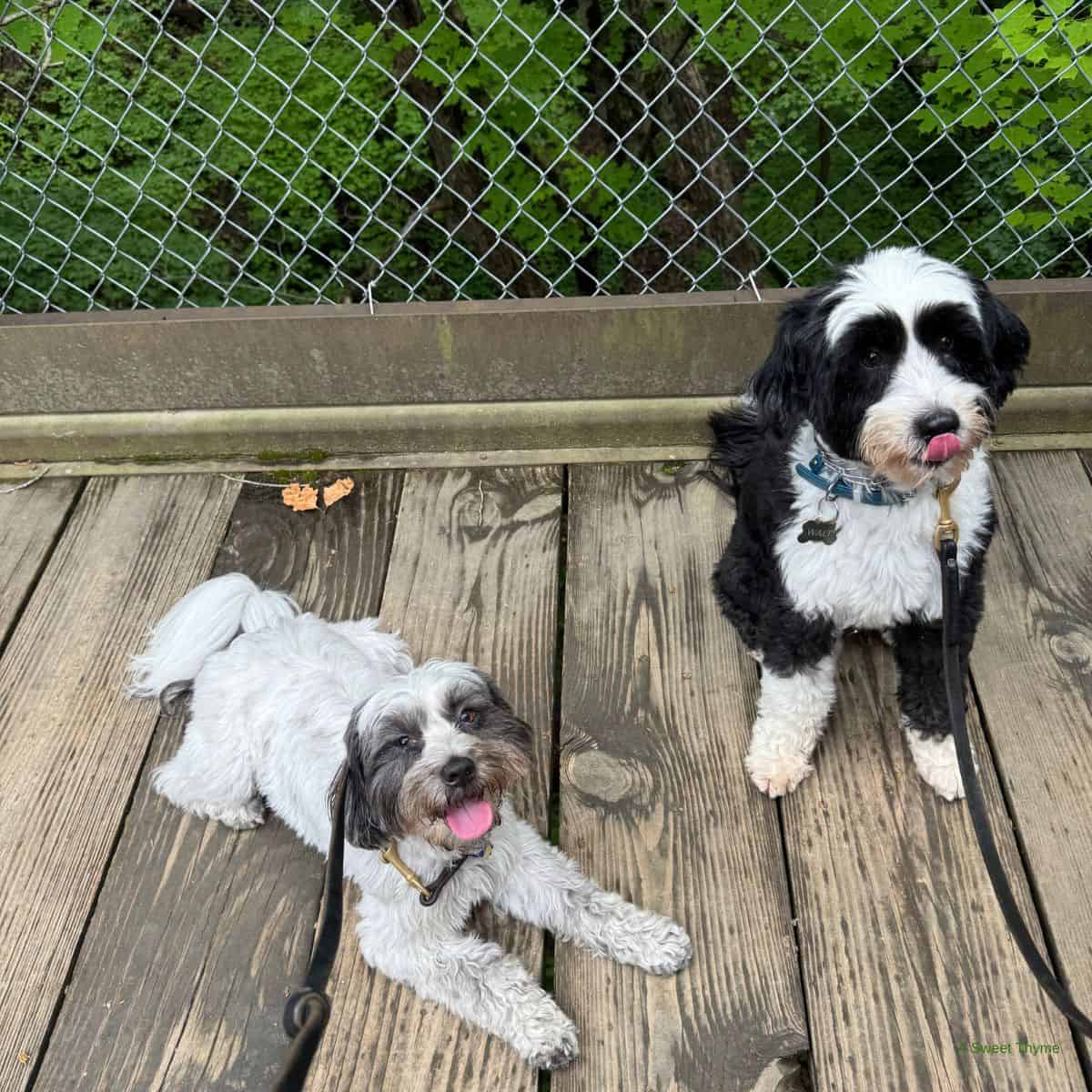 Walt and Poppy on a walk.