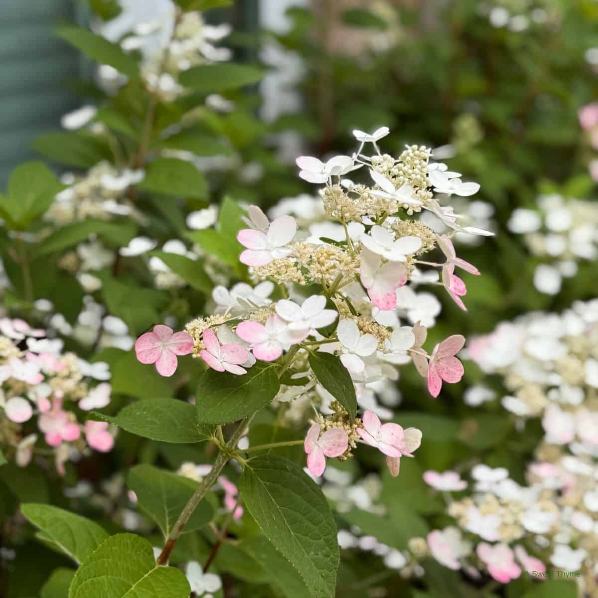 White and pink flowers in our backyard.