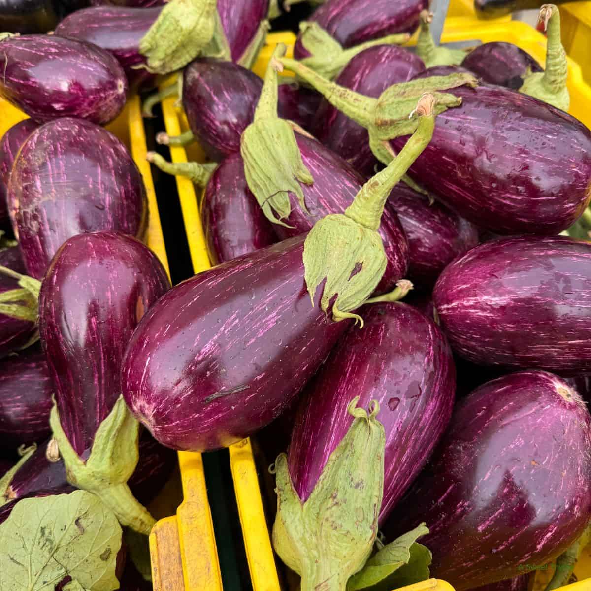 eggplant