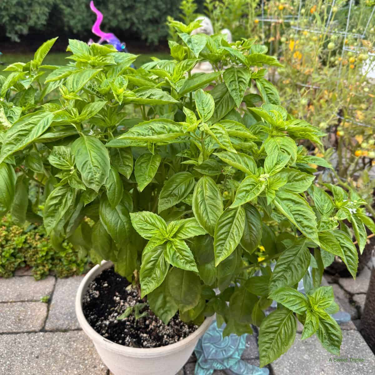 A basil plant.