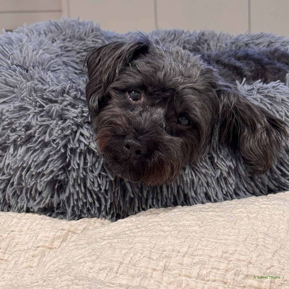 jax the dog.