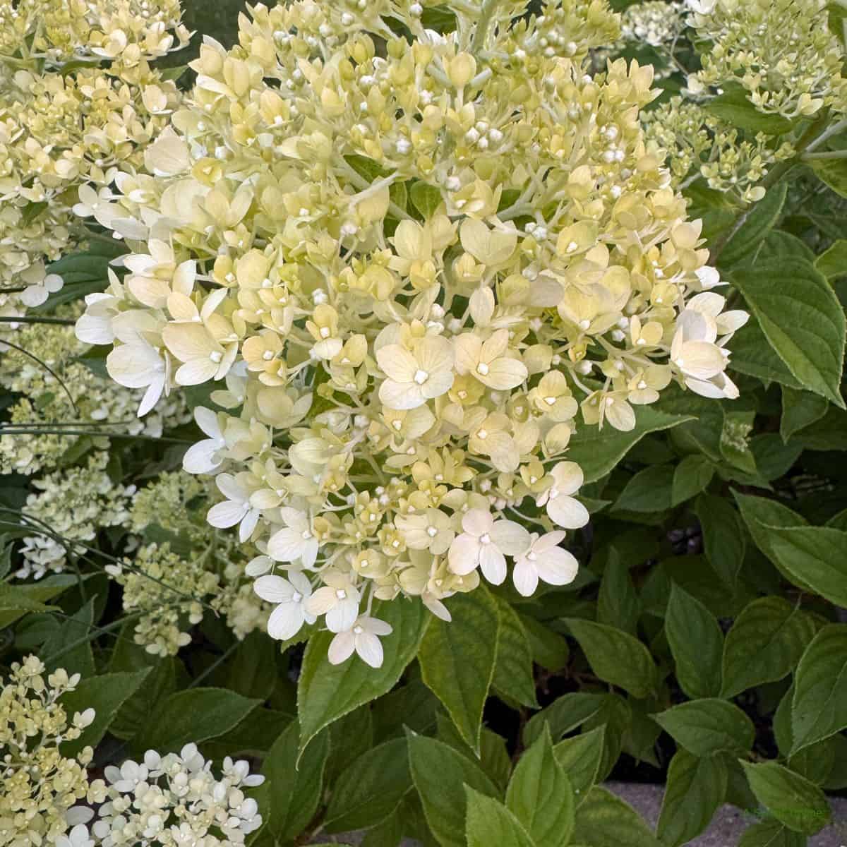 A close-up of a cluster of pale yellow hydrangea flowers surrounded by green leaves. The delicate petals are densely packed, creating a rounded, lush bloom perfect for The Sunday Thymes garden collection.