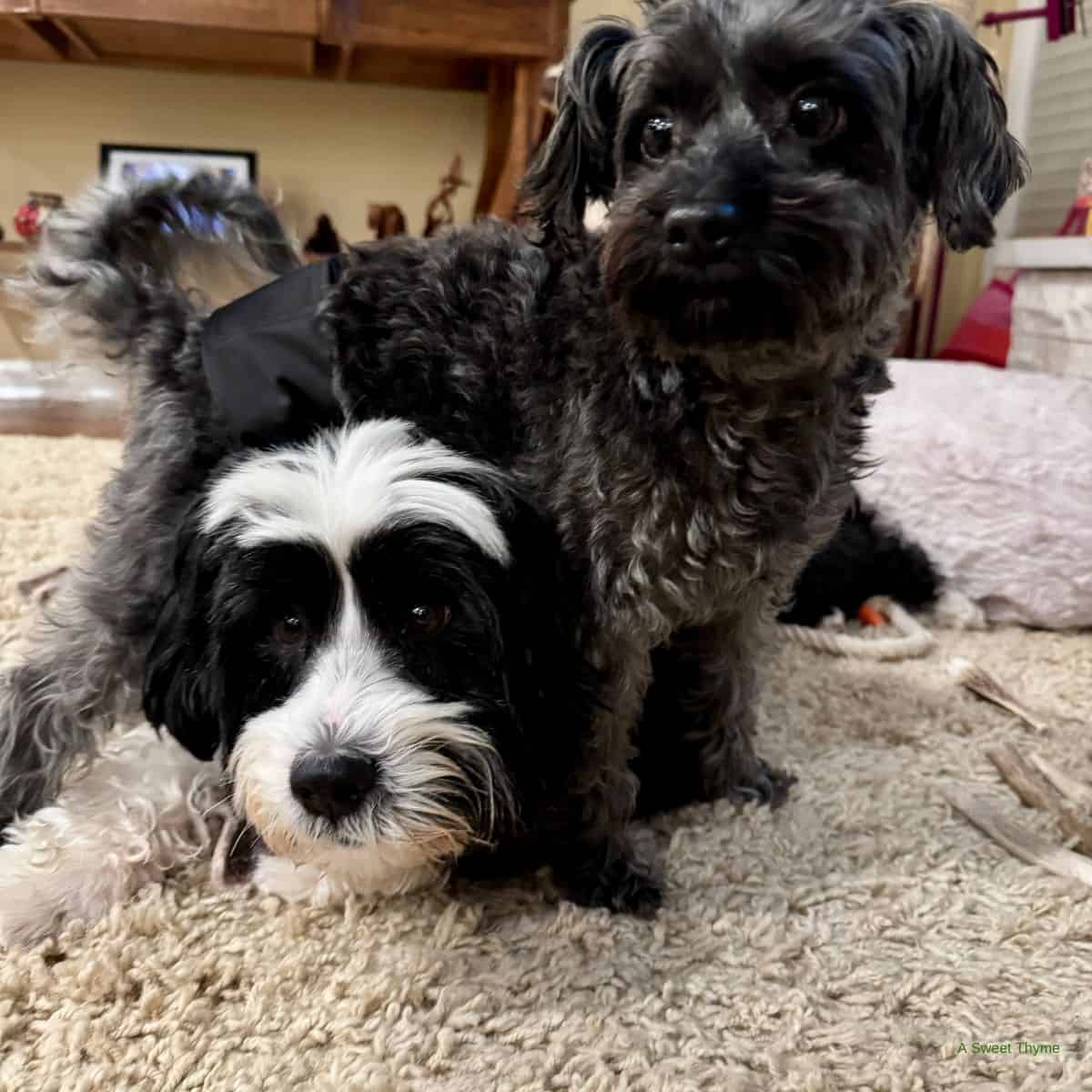 Two small, fluffy dogs are playfully interacting on a beige carpet indoors. Like a scene from The Sunday Thymes, one black-and-white pup crouches under the other with a curly, dark coat. A wooden table and home decor complete the cozy setting.