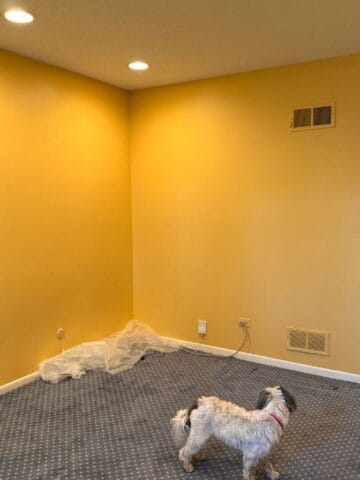 A small dog stands on a blue carpeted floor in a mostly empty room with yellow walls, recessed ceiling lights, and some wall outlets and vents; a plastic sheet is on the floor near the corner during quiet Sunday Thymes.