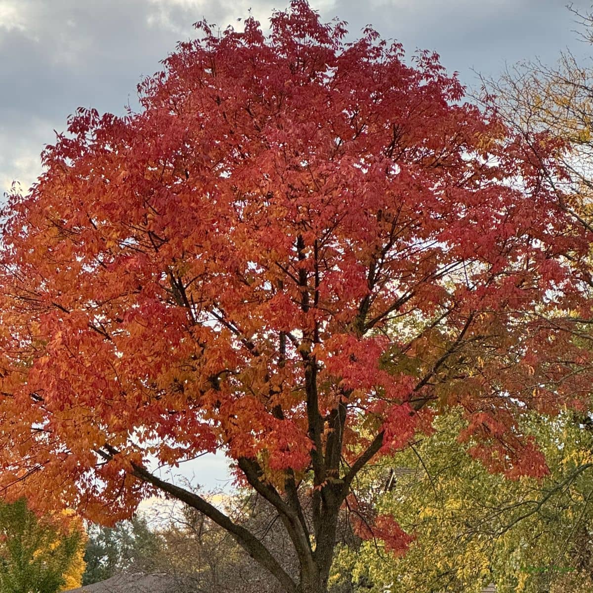 A large tree with vibrant red and orange autumn leaves stands against a cloudy sky, surrounded by some green and yellow foliage from nearby trees—a scene worthy of the Sunday Thymes.