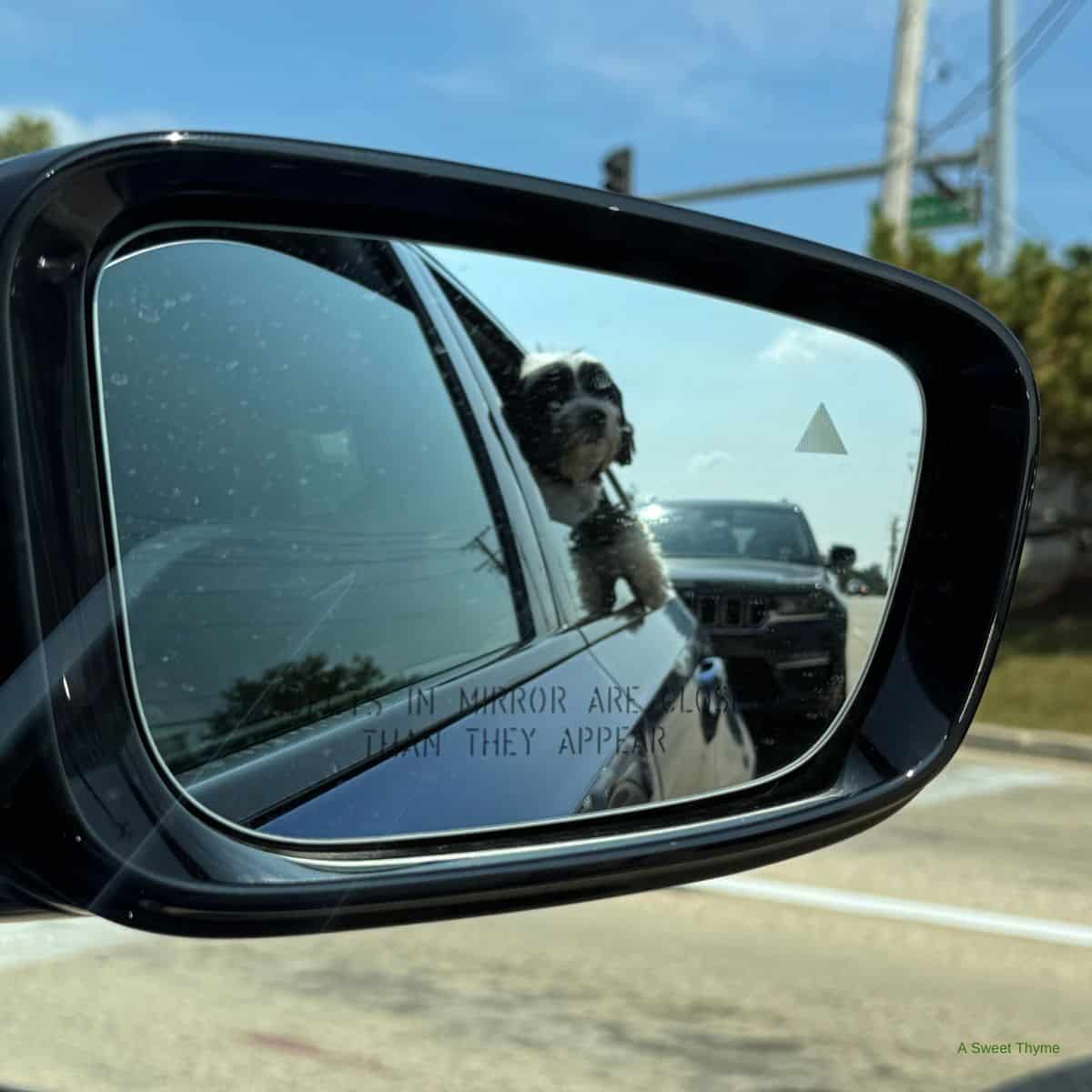 A small black and white dog sticks its head out of a car window, seen reflected in a car’s side mirror on a sunny day—capturing a perfect moment for The Sunday Thymes, with the open road and another vehicle in the background.