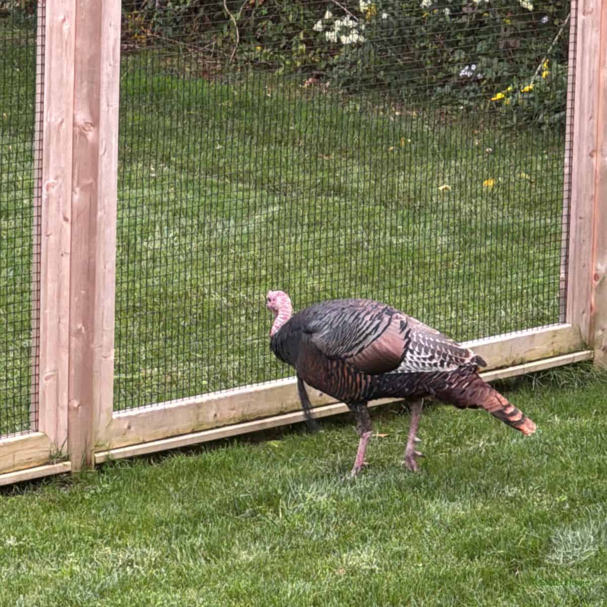 A wild turkey stands on green grass near a wooden and wire fence in a yard, with trees and flowers visible in the background—a peaceful Sunday Thymes moment.