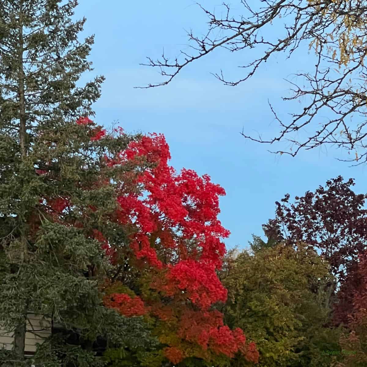 A tree with bright red autumn leaves stands among evergreens and green foliage, set against a clear blue sky with a few bare branches—capturing a peaceful scene worthy of The Sunday Thymes.