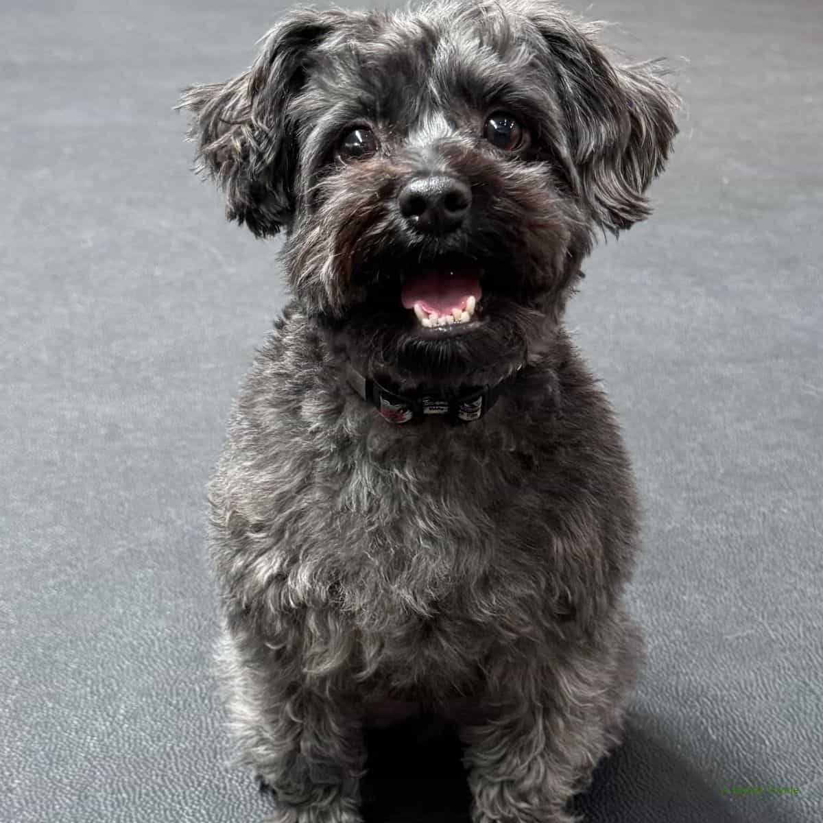 A small, fluffy black and gray dog with curly fur sits on a textured dark surface, looking up with its mouth open and tongue slightly out, appearing happy and alert—ready for its close-up in The Sunday Thymes.