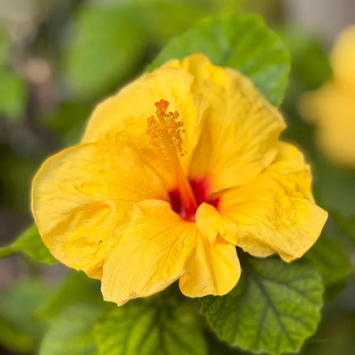 A bright yellow hibiscus flower with a red center and prominent yellow stamen, surrounded by green leaves. The softly blurred background highlights the vivid bloom—a perfect scene for peaceful Sunday thymes.