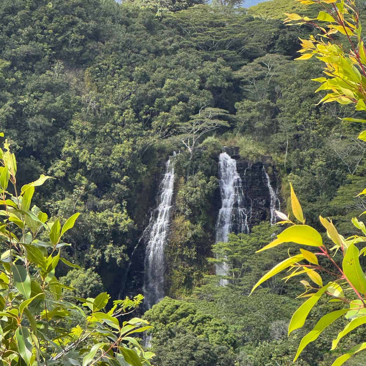 A tall, narrow waterfall cascades down a lush, green hillside surrounded by dense tropical foliage and trees—a perfect Sunday thymes scene. Bright green leaves frame the tranquil view in the foreground.