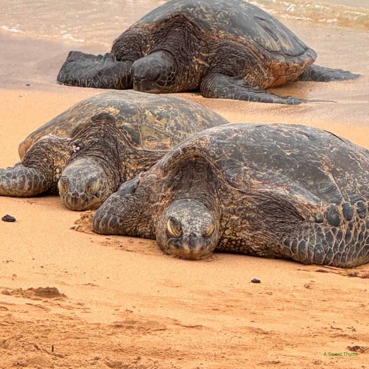 Three large sea turtles rest on a sandy beach near the water, lying close together with their heads facing forward. Their shells are dark and textured, making this peaceful scene worthy of The Sunday Thymes feature.
