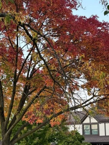 A tree with vibrant red and orange autumn leaves stands in front of a house with Tudor-style architecture, featured in the latest Sunday Thymes. White walls, dark wood trim, and a partly visible sky complete the charming scene.