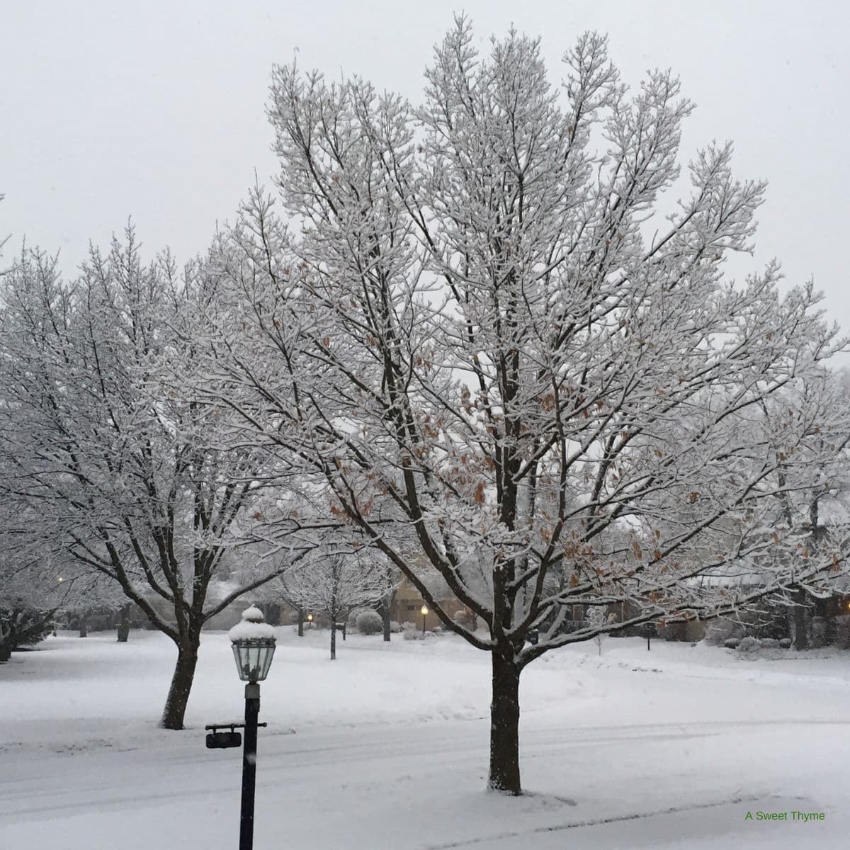 Leafless trees covered in snow stand along a quiet suburban street. Snow blankets the ground and rooftops, with a black lamp post in the foreground—all beneath a Sunday Thymes gray, overcast winter sky.