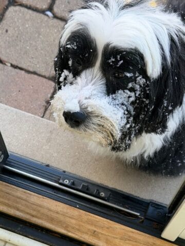 A fluffy black and white dog stands outside a door with snow covering its nose and face, looking in. Brick pavers dusted in white hint at cozy Sunday Thymes spent indoors, while patches of snow linger on the ground.
