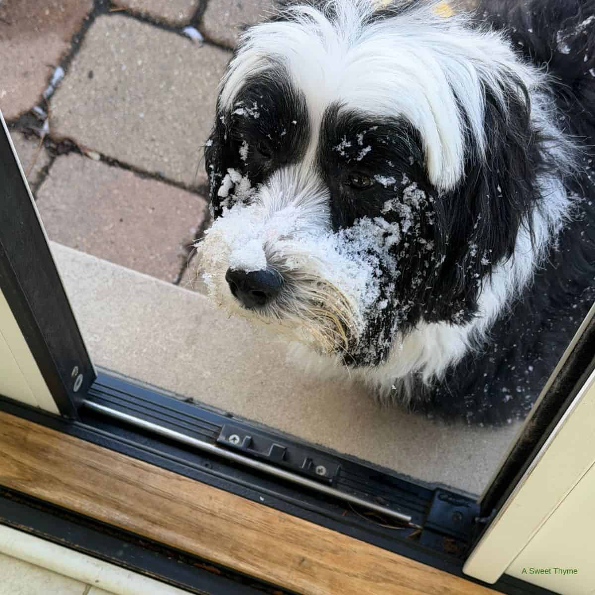 A fluffy black and white dog stands outside a door with snow covering its nose and face, looking in. Brick pavers dusted in white hint at cozy Sunday Thymes spent indoors, while patches of snow linger on the ground.