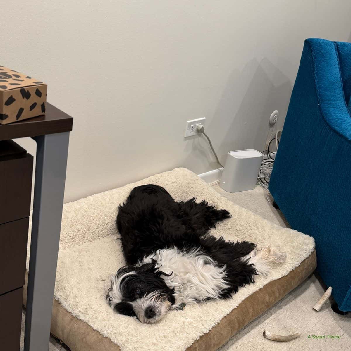 A black and white dog lies on a beige pet bed in a corner of the room, resting comfortably with its legs stretched out, as weekend news from the Sunday Thymes sits nearby atop a teal chair and desk.