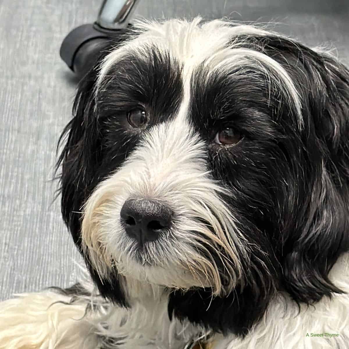 A close-up of a fluffy black and white dog with soulful brown eyes, lying on a gray surface. The dog's fur is slightly tousled, while a metal chair leg and a copy of The Sunday Thymes are visible in the background.