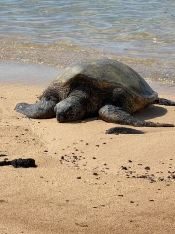 A sea turtle rests on a sandy beach near the shoreline, with gentle waves approaching in the background. Dark rocks are scattered on the sand nearby, creating a peaceful sunday thymes moment by the sea.