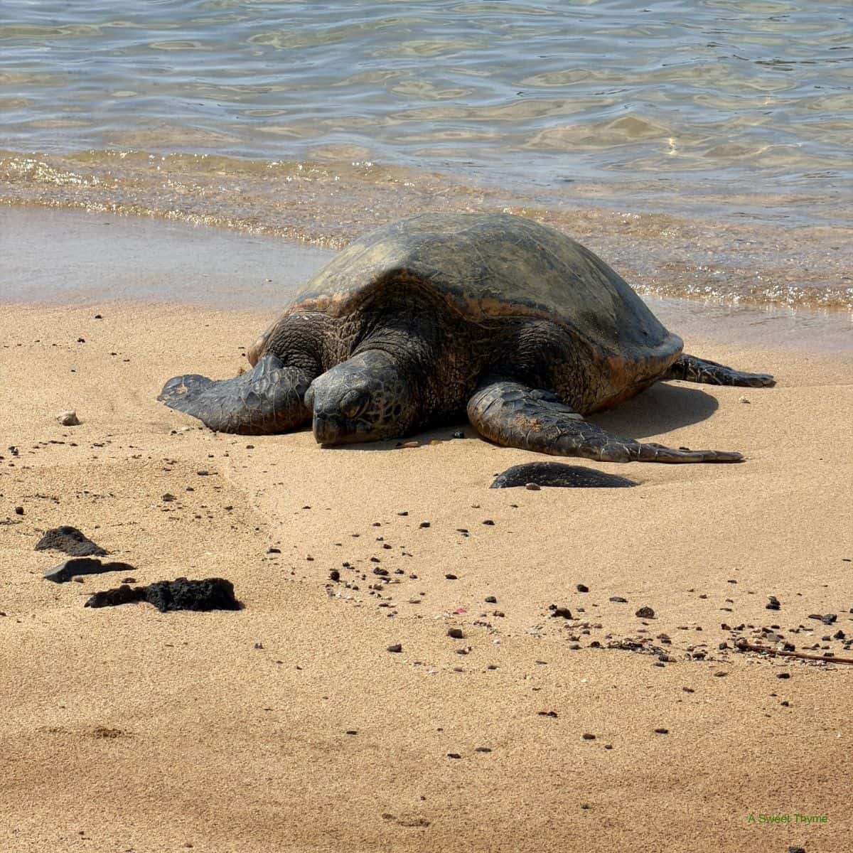 A sea turtle rests on a sandy beach near the shoreline, with gentle waves approaching in the background. Dark rocks are scattered on the sand nearby, creating a peaceful sunday thymes moment by the sea.