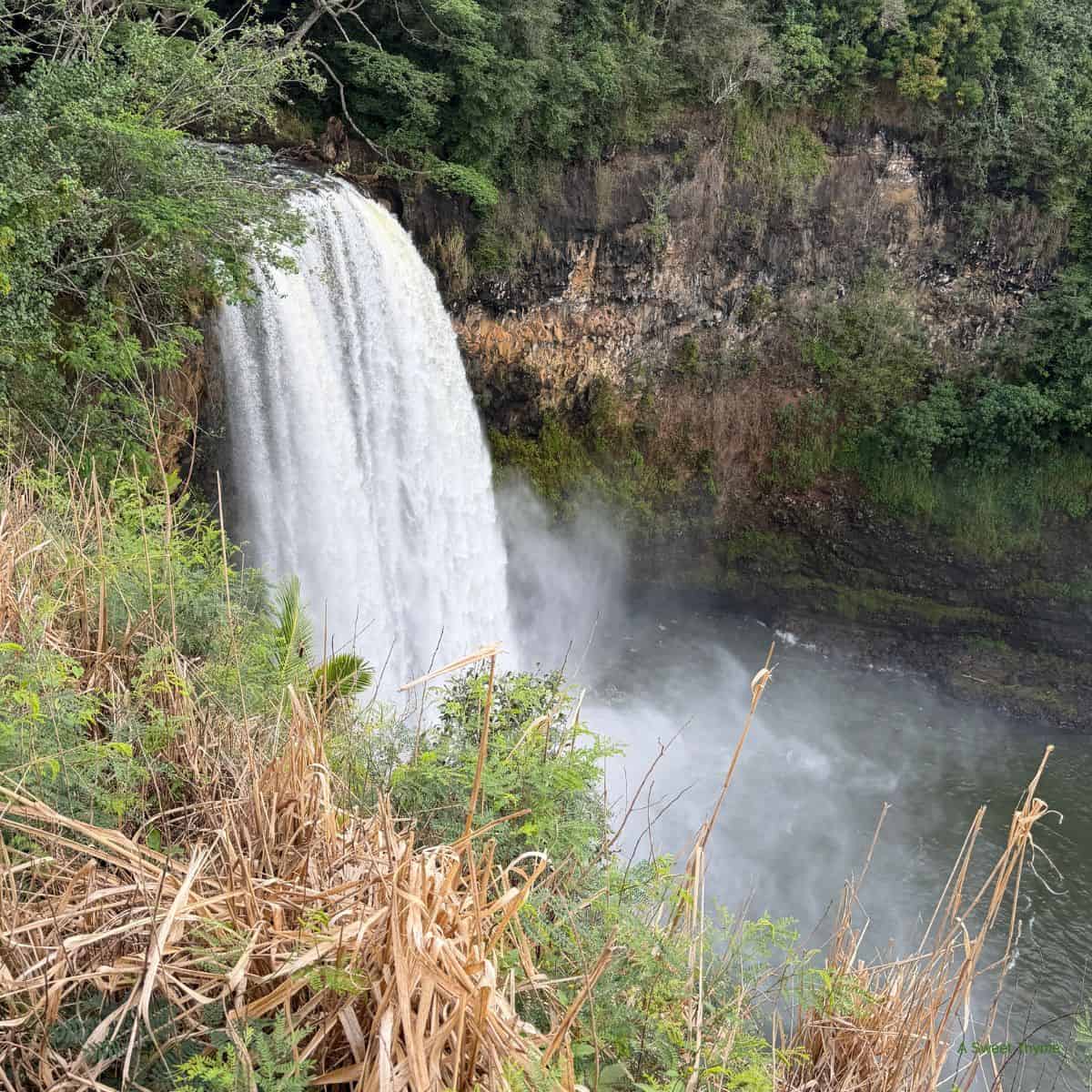 A wide waterfall cascades over a rocky cliff into a pool below, surrounded by lush green foliage and tall grasses. Mist rises as the water meets the pool—a tranquil scene perfect for Sunday Thymes. Trees line the top of the cliff.