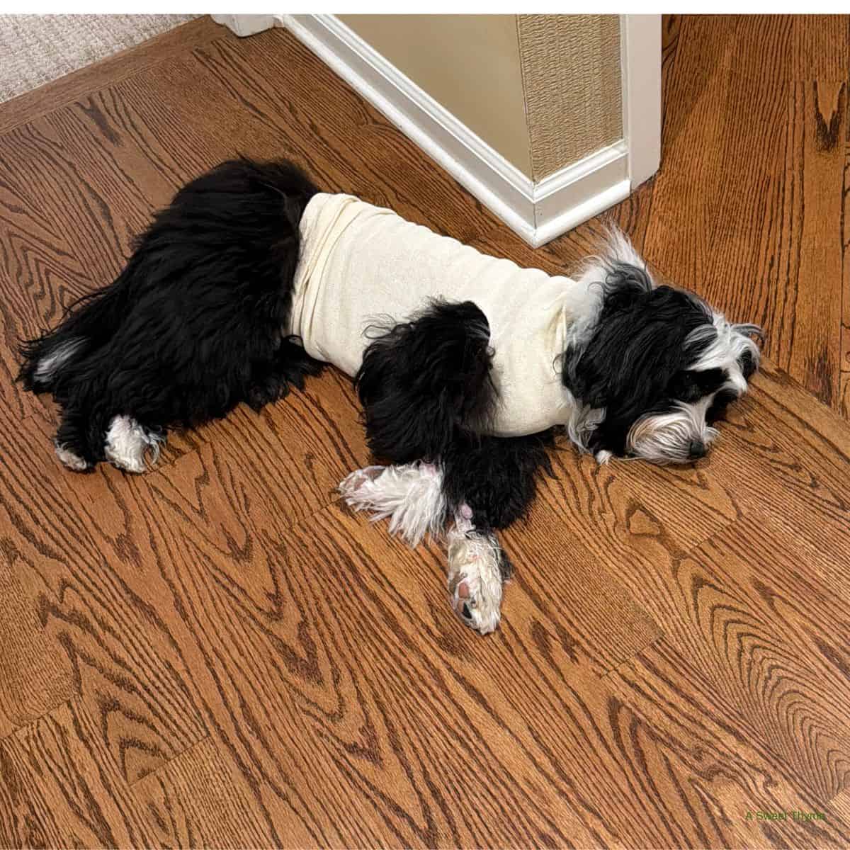 A black and white dog wearing a light-colored shirt is lying on its side, resting on a wooden floor near the corner of a room, enjoying peaceful Sunday Thymes.