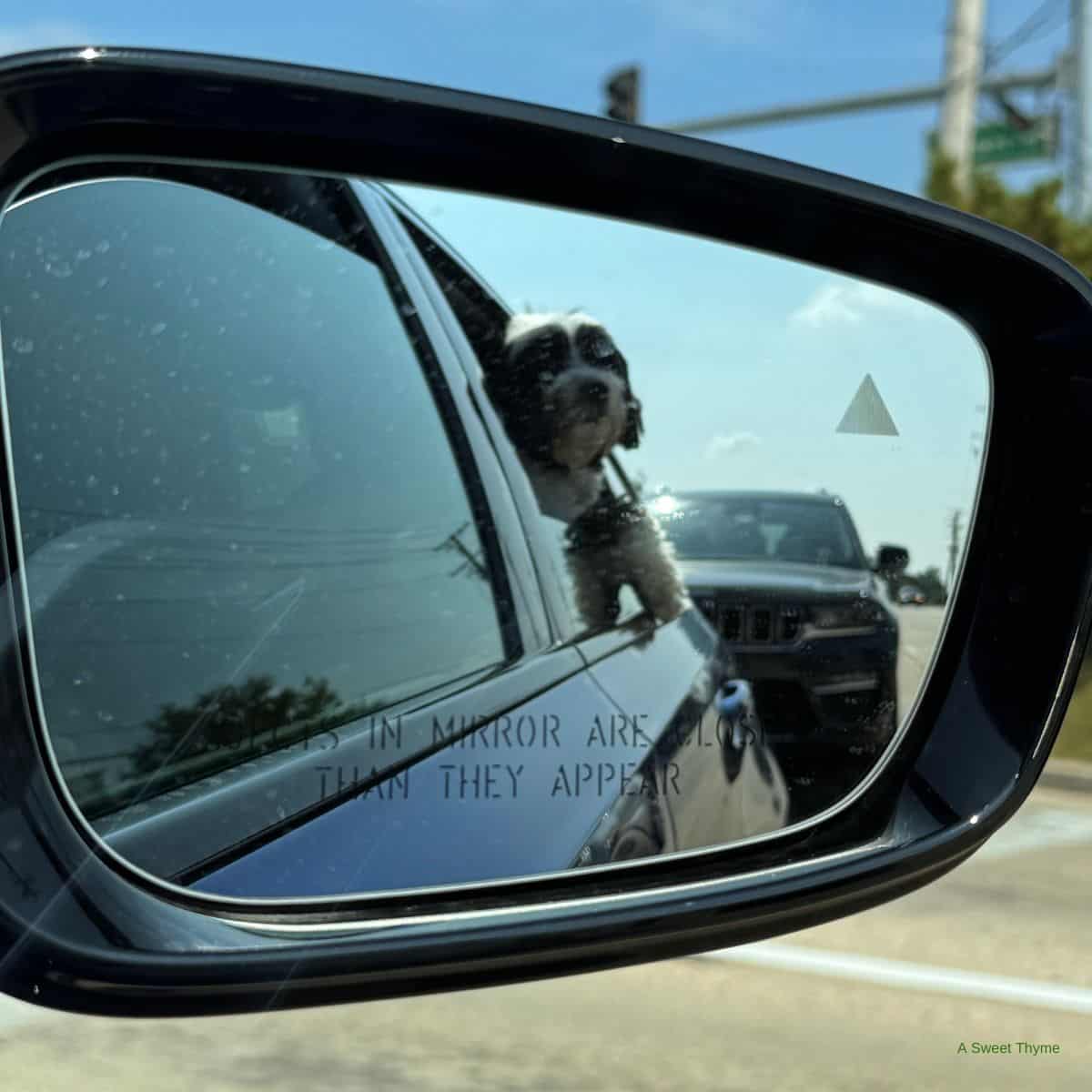 A small black and white dog sticks its head out of a car window, captured through a car’s side mirror, as traffic and power lines stretch behind—an idyllic moment worthy of The Sunday Thymes.